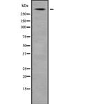 USP24 Polyclonal Antibody