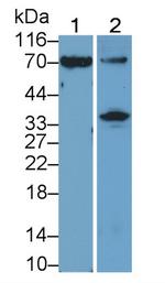 OAS2 Antibody in Western Blot (WB)