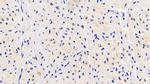 NT5M Antibody in Immunohistochemistry (Paraffin) (IHC (P))