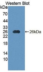 NT5M Antibody in Western Blot (WB)