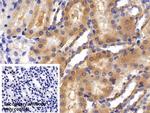 ACP1 Antibody in Immunohistochemistry (Paraffin) (IHC (P))