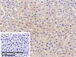 ACP1 Antibody in Immunohistochemistry (Paraffin) (IHC (P))