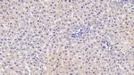 ACP1 Antibody in Immunohistochemistry (Paraffin) (IHC (P))