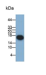 ACP1 Antibody in Western Blot (WB)