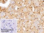 ANP32A Antibody in Immunohistochemistry (Paraffin) (IHC (P))