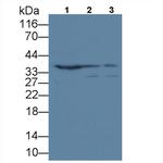 ANP32A Antibody in Western Blot (WB)