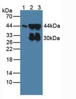 ACTG2 Antibody in Western Blot (WB)