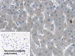 ARPC4 Polyclonal Antibody