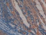 CD166 (ALCAM) Antibody in Immunohistochemistry (Paraffin) (IHC (P))