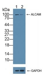 CD166 (ALCAM) Antibody in Western Blot (WB)