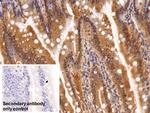 ADRM1 Antibody in Immunohistochemistry (Paraffin) (IHC (P))