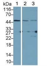ADRM1 Antibody in Western Blot (WB)