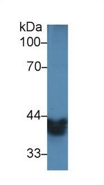 Alcohol Dehydrogenase 1A Antibody in Western Blot (WB)