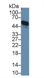 Orm1 Antibody in Western Blot (WB)