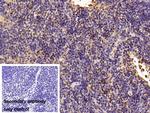 alpha-1 Antitrypsin Antibody in Immunohistochemistry (Paraffin) (IHC (P))