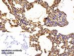 alpha-1 Antitrypsin Antibody in Immunohistochemistry (Paraffin) (IHC (P))