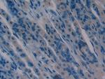AHSP Polyclonal Antibody