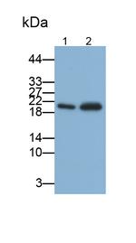 AMELX Antibody in Western Blot (WB)