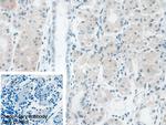 AUP1 Polyclonal Antibody