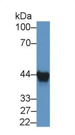 AUP1 Antibody in Western Blot (WB)