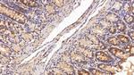Angiogenin Antibody in Immunohistochemistry (Paraffin) (IHC (P))