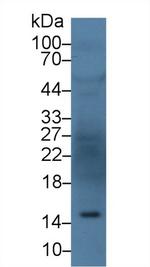 Angiogenin Antibody in Western Blot (WB)