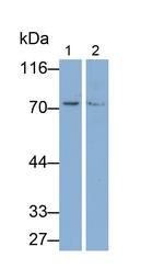 Angiopoietin 2 Antibody in Western Blot (WB)