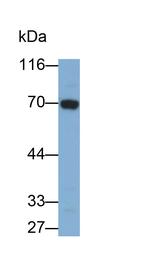 Angiopoietin 2 Antibody in Western Blot (WB)
