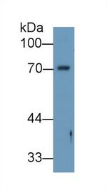 Angiopoietin 2 Antibody in Western Blot (WB)