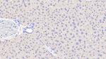 ANGPTL6 Antibody in Immunohistochemistry (Paraffin) (IHC (P))