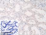 Annexin A9 Antibody in Immunohistochemistry (Paraffin) (IHC (P))