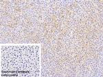 Annexin A9 Antibody in Immunohistochemistry (Paraffin) (IHC (P))