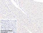Annexin A9 Polyclonal Antibody