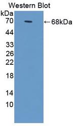 Annexin A9 Antibody in Western Blot (WB)