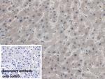 AZIN1 Polyclonal Antibody