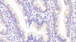 APOA4 Polyclonal Antibody