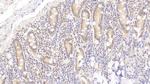 APOA4 Polyclonal Antibody