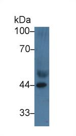 APOA4 Antibody in Western Blot (WB)