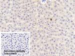 APOA5 Polyclonal Antibody