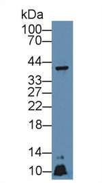 APOA5 Antibody in Western Blot (WB)