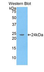 APOA5 Antibody in Western Blot (WB)