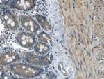 APOB Antibody in Immunohistochemistry (Paraffin) (IHC (P))
