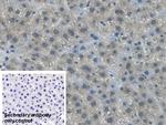APOB Antibody in Immunohistochemistry (Paraffin) (IHC (P))