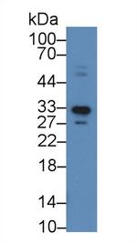 APOF Antibody in Western Blot (WB)