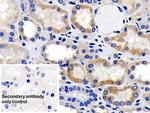 AIF Antibody in Immunohistochemistry (Paraffin) (IHC (P))