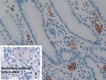 AIF Antibody in Immunohistochemistry (Paraffin) (IHC (P))