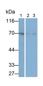 AIF Antibody in Western Blot (WB)