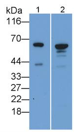 AIF Antibody in Western Blot (WB)