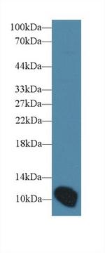 Artemin Antibody in Western Blot (WB)