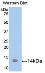 Artemin Antibody in Western Blot (WB)